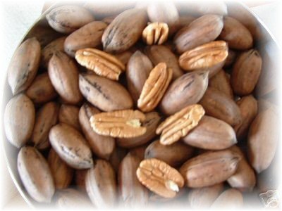 New crop premium pecans for sale!