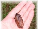 Buy Texas pecans straight from the orchard!